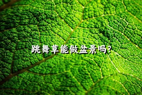 跳舞草能做盆景吗？