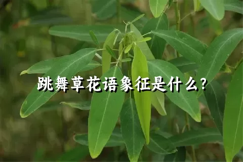 跳舞草花语象征是什么？