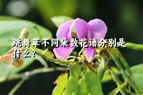 跳舞草不同朵数花语分别是什么？