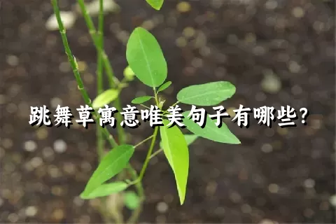 跳舞草寓意唯美句子有哪些？