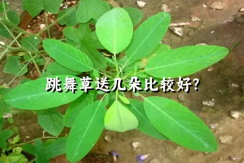 跳舞草送几朵比较好？