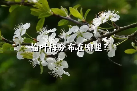 榆叶梅分布在哪里?