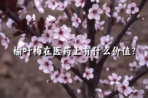 榆叶梅在医药上有什么价值？