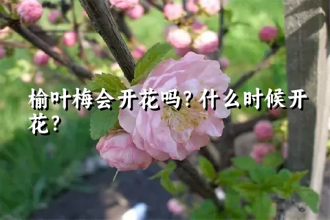 榆叶梅会开花吗？什么时候开花？