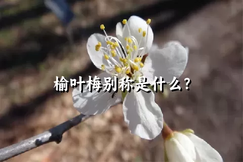 榆叶梅别称是什么？