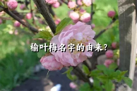 榆叶梅名字的由来？