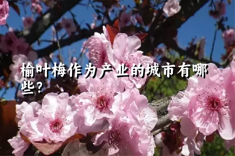 榆叶梅作为产业的城市有哪些？