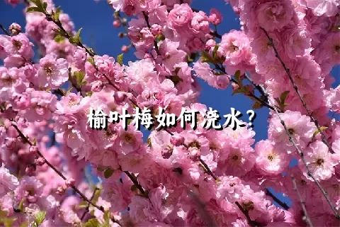 榆叶梅如何浇水？