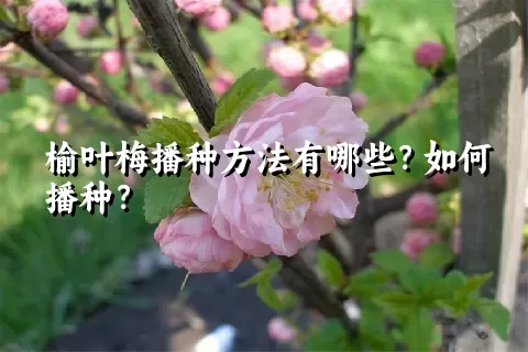 榆叶梅播种方法有哪些？如何播种？