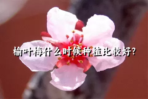 榆叶梅什么时候种植比较好？