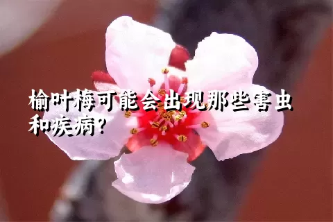 榆叶梅可能会出现那些害虫和疾病？