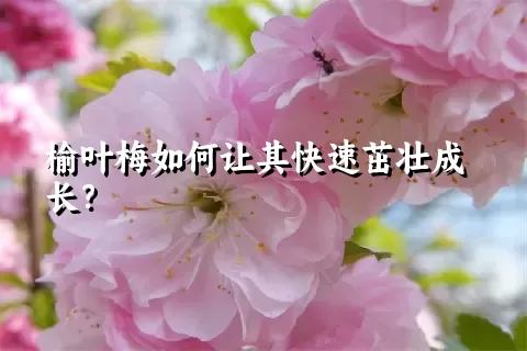 榆叶梅如何让其快速茁壮成长？