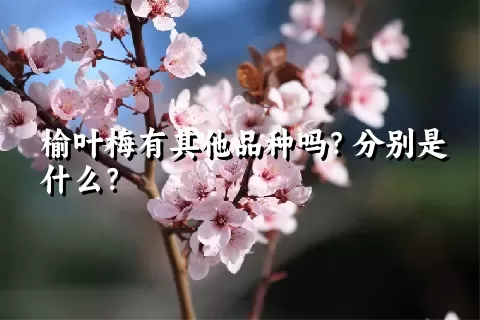 榆叶梅有其他品种吗？分别是什么？