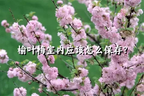 榆叶梅室内应该怎么保存？