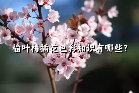 榆叶梅插花色彩知识有哪些？