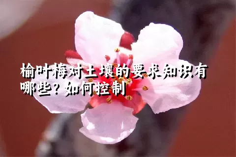 榆叶梅对土壤的要求知识有哪些？如何控制