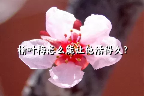 榆叶梅怎么能让他活得久？