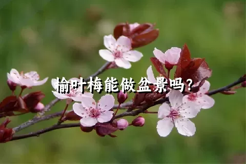 榆叶梅能做盆景吗？