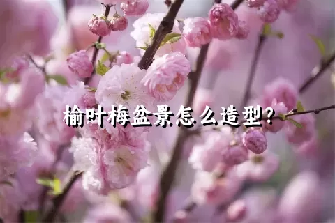 榆叶梅盆景怎么造型？