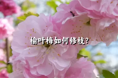 榆叶梅如何修枝？