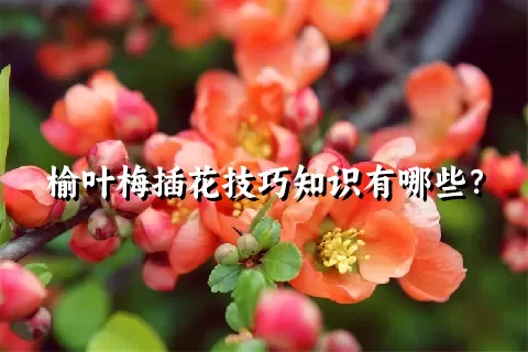 榆叶梅插花技巧知识有哪些？