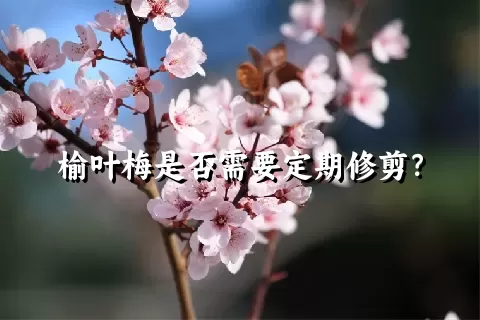 榆叶梅是否需要定期修剪？