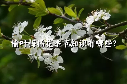 榆叶梅插花季节知识有哪些？