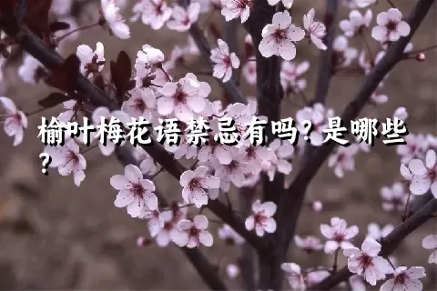 榆叶梅花语禁忌有吗？是哪些？