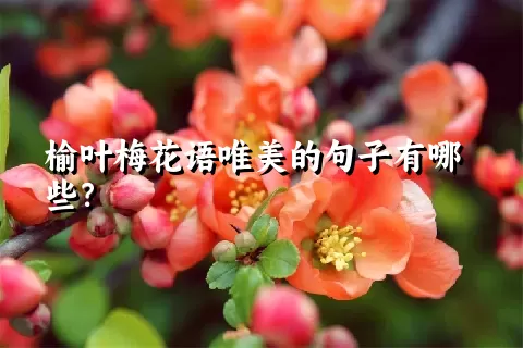 榆叶梅花语唯美的句子有哪些？