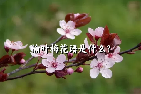 榆叶梅花语是什么？