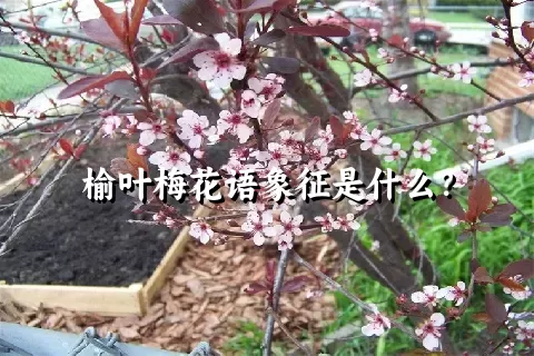 榆叶梅花语象征是什么？