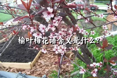 榆叶梅花语含义是什么？