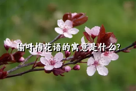 榆叶梅花语的寓意是什么？