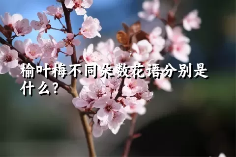 榆叶梅不同朵数花语分别是什么？