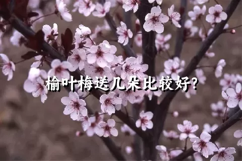 榆叶梅送几朵比较好？