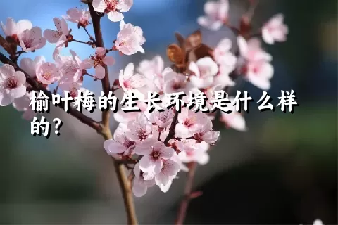 榆叶梅的生长环境是什么样的？