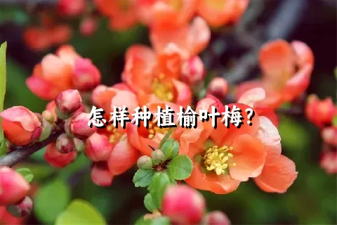 怎样种植榆叶梅？