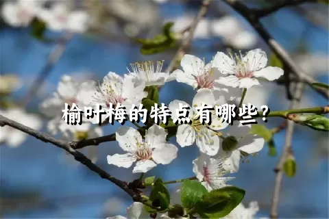 榆叶梅的特点有哪些？