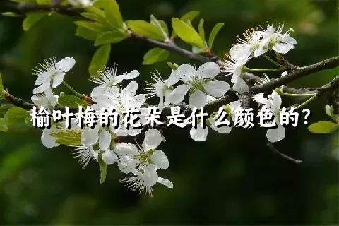 榆叶梅的花朵是什么颜色的？