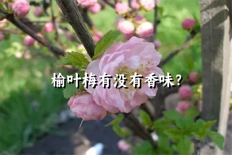 榆叶梅有没有香味？