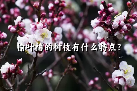 榆叶梅的树枝有什么特点？