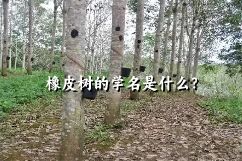 橡皮树的学名是什么？