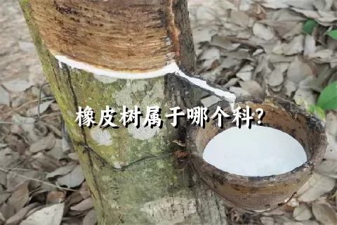 橡皮树属于哪个科？