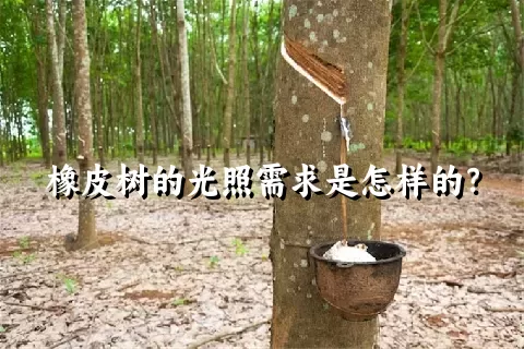 橡皮树的光照需求是怎样的？