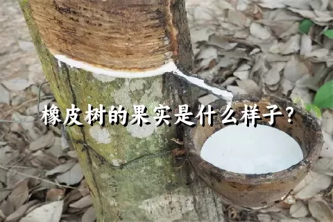 橡皮树的果实是什么样子？