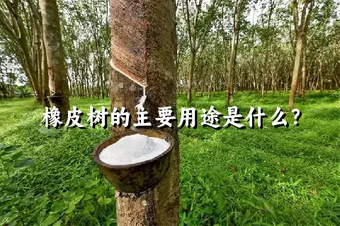 橡皮树的主要用途是什么？