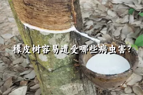 橡皮树容易遭受哪些病虫害？