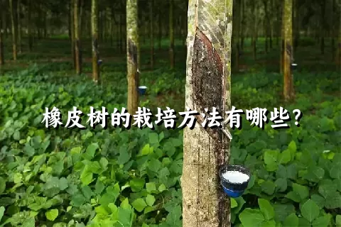 橡皮树的栽培方法有哪些？