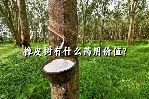 橡皮树有什么药用价值？