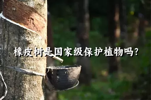 橡皮树是国家级保护植物吗？